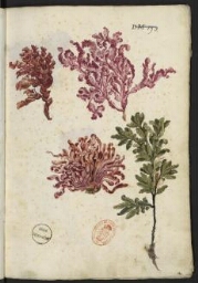 « Plantae et flores&nbsp»&nbsp(IV)