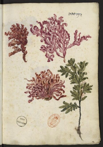 « Plantae et flores&nbsp»&nbsp(IV)