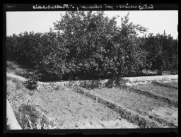 Citronniers près Valence, à Massarischio