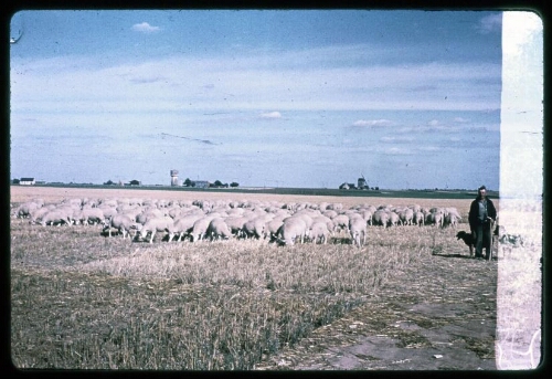 Troupeau de moutons en pâturage après la récolte (région d'Authon-du-Perche ?)