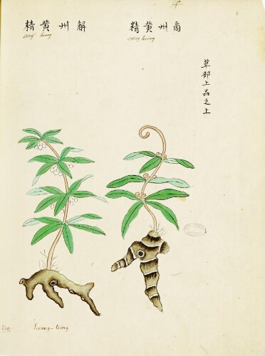 "Plantes et fleurs de la Chine"